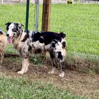 Teddy, a female Australian Shepherd for sale in Brazoria, TX – Photo 3 of 7