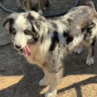 Teddy, a female Australian Shepherd for sale in Brazoria, TX – Photo 1 of 7