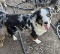 Teddy, a female Australian Shepherd for sale in Brazoria, TX – Photo 7 of 7