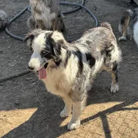 Teddy, a female Australian Shepherd for sale in Brazoria, TX – Photo 2 of 7