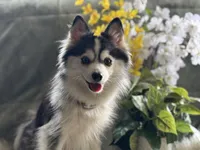 Winsley, a female Pomsky for sale in Brazoria, TX – Photo 10 of 10