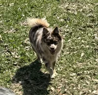 Winsley, a female Pomsky for sale in Brazoria, TX – Photo 9 of 10