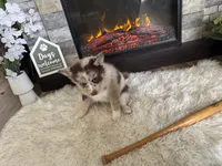 Winsley, a female Pomsky for sale in Brazoria, TX – Photo 3 of 10