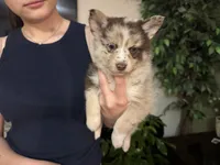 Winsley, a female Pomsky for sale in Brazoria, TX – Photo 5 of 10