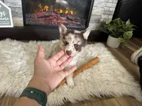Winsley, a female Pomsky for sale in Brazoria, TX – Photo 2 of 10