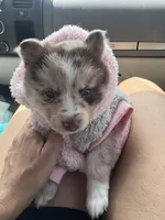 Winsley, a female Pomsky for sale in Brazoria, TX – Photo 8 of 10