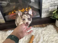 Winsley, a female Pomsky for sale in Brazoria, TX – Photo 1 of 10