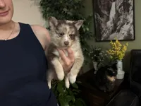 Winsley, a female Pomsky for sale in Brazoria, TX – Photo 7 of 10