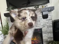 Winsley, a female Pomsky for sale in Brazoria, TX – Photo 4 of 10
