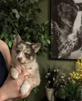 Winsley, a female Pomsky for sale in Brazoria, TX – Photo 6 of 10