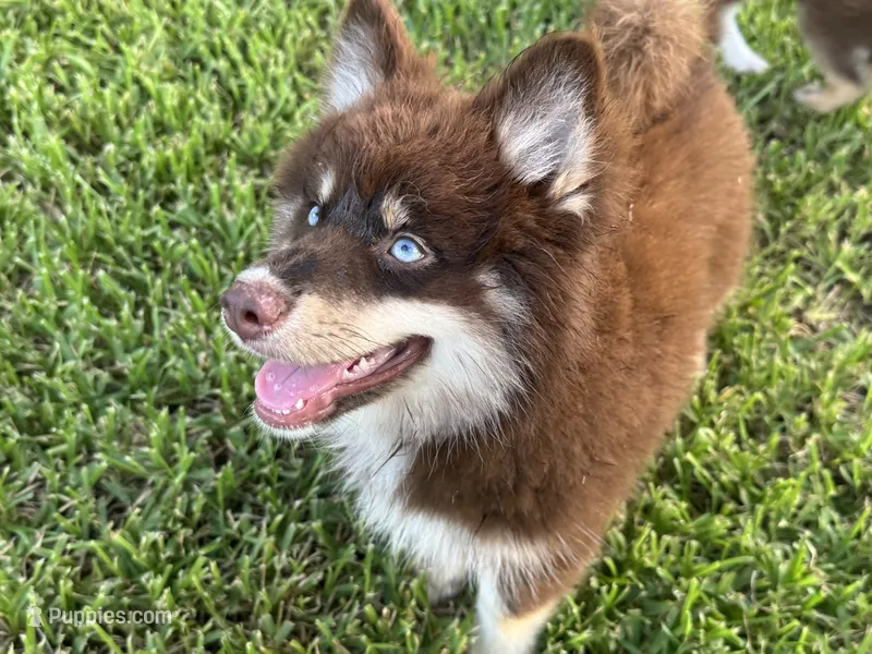 Enzo – Pomsky puppy for sale in Brazoria, TX