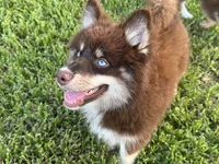 Enzo, a male Pomsky for sale in Brazoria, TX – 1 of 7