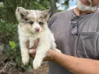 Oakley , a male Pomsky for sale in Brazoria, TX – 7 of 7