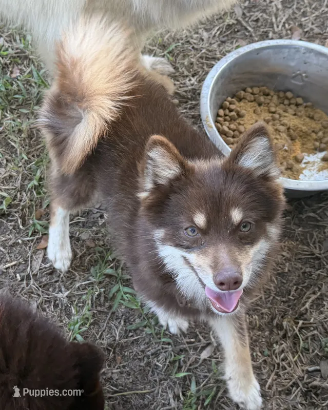 Magnolia  – Pomsky puppy for sale in Brazoria, TX