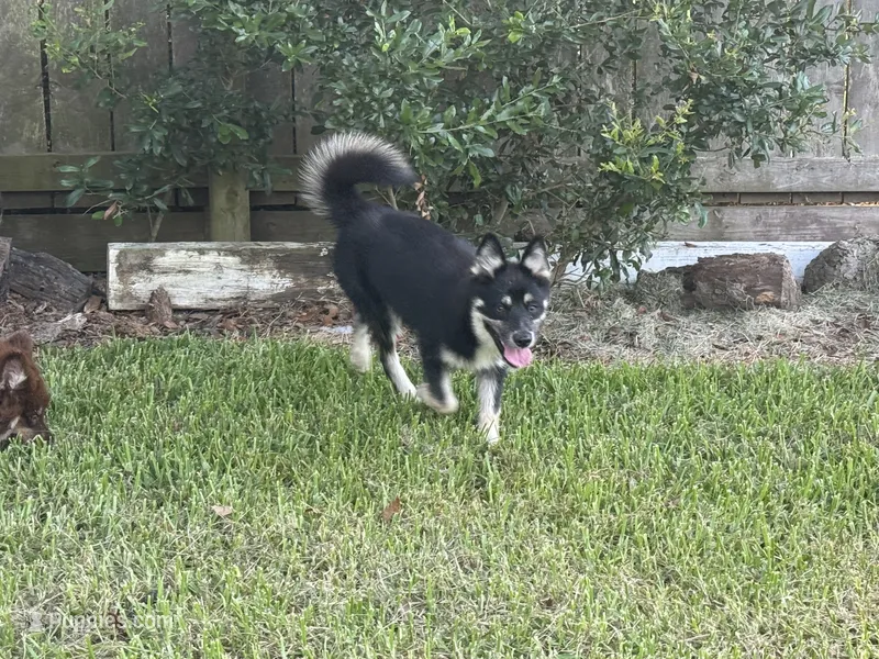 Whitney  – Pomsky puppy for sale in Brazoria, TX