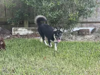 Whitney , a female Pomsky for sale in Brazoria, TX – 1 of 8