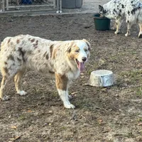 Jessy AKC, a female Australian Shepherd for sale in Brazoria, TX – Photo 3 of 4