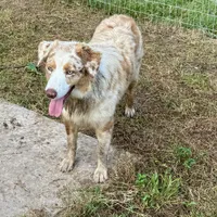 Jessy AKC, a female Australian Shepherd for sale in Brazoria, TX – Photo 4 of 4