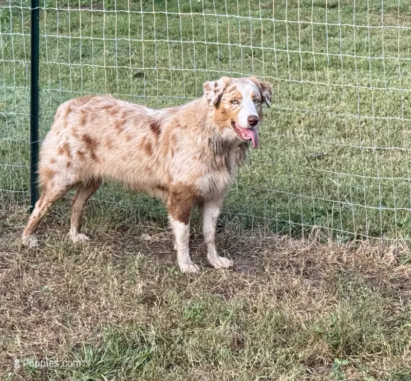 Jessy AKC – Australian Shepherd puppy for sale in Brazoria, TX