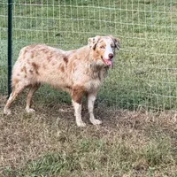 Jessy AKC, a female Australian Shepherd for sale in Brazoria, TX – Photo 1 of 4