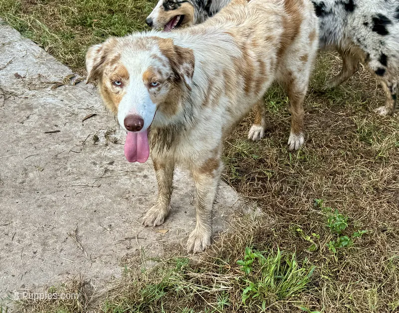 Jessy AKC – Australian Shepherd puppy for sale in Brazoria, TX