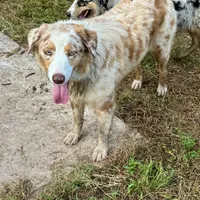 Jessy AKC, a female Australian Shepherd for sale in Brazoria, TX – Photo 2 of 4