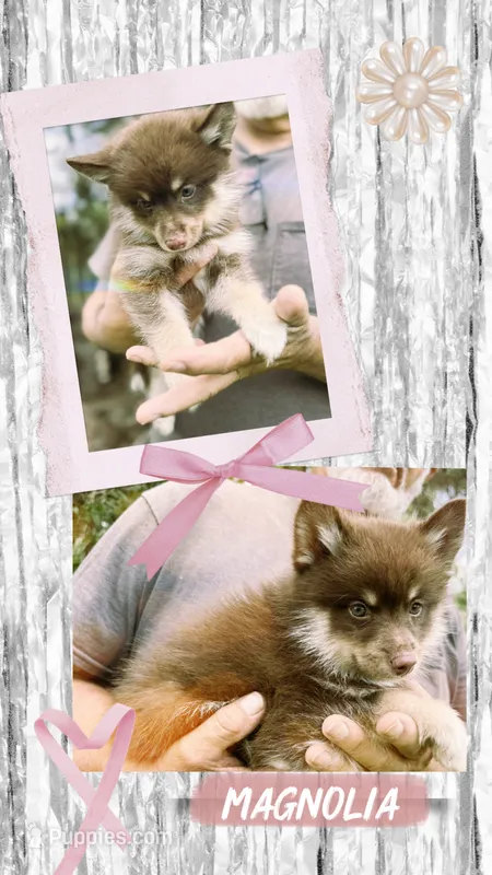 Magnolia  – Pomsky puppy for sale in Brazoria, TX