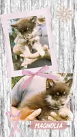 Magnolia , a female Pomsky for sale in Brazoria, TX – 2 of 8