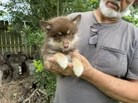 Magnolia , a female Pomsky for sale in Brazoria, TX – 1 of 8