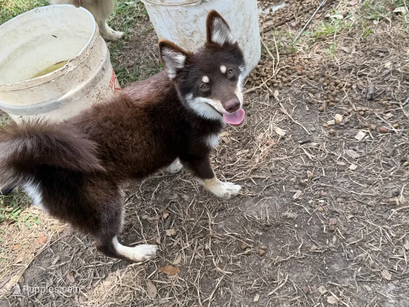 Remy – Pomsky puppy for sale in Brazoria, TX