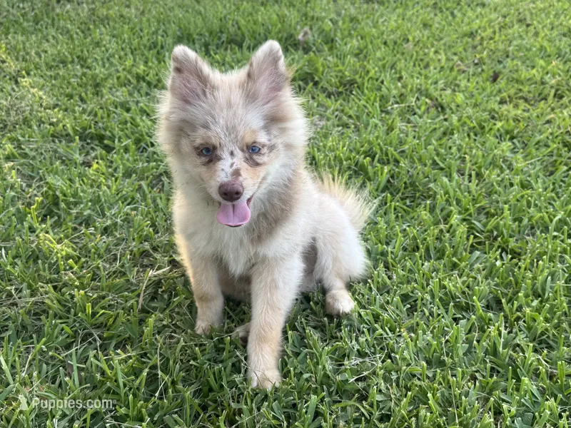 Wesley  – Pomsky puppy for sale in Brazoria, TX