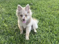 Wesley , a male Pomsky for sale in Brazoria, TX – 2 of 7