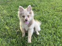 Wesley , a male Pomsky for sale in Brazoria, TX – 3 of 7