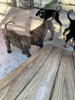 Male , a male Afghan Hound for sale in Coker, AL – 5 of 6