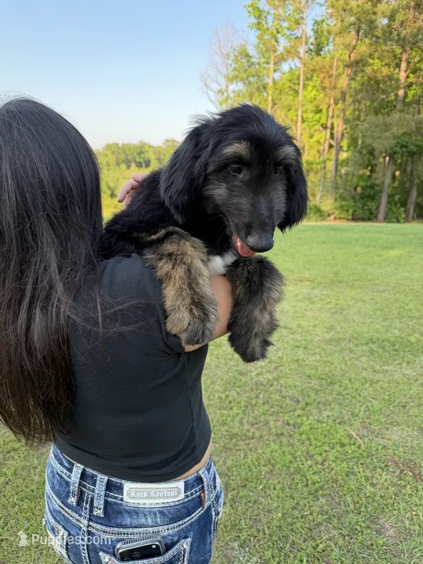 Male  – Afghan Hound puppy for sale in Coker, AL
