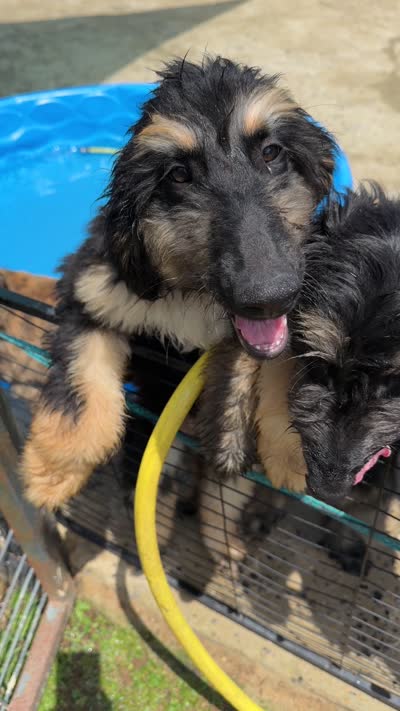 Girl 1 , a female Afghan Hound for sale in Coker, AL – 2 of 2
