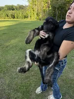 Male , a male Afghan Hound for sale in Coker, AL – 4 of 6