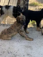 Male , a male Afghan Hound for sale in Coker, AL – 6 of 6