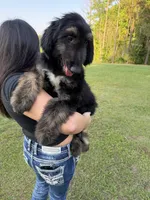 Male , a male Afghan Hound for sale in Coker, AL – 3 of 6
