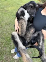 Male , a male Afghan Hound for sale in Coker, AL – 2 of 6