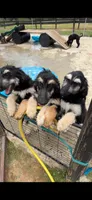 Girl 1 , a female Afghan Hound for sale in Coker, AL – 1 of 2