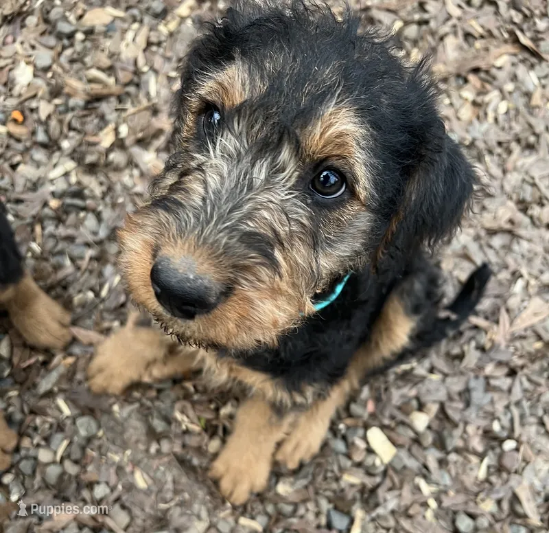 Beige (turquoise) Female