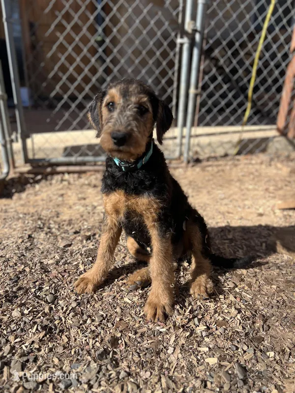 Beige (turquoise) Female