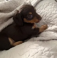 Hazel-Gorgeous AKC Chocolate & Tan Female- LH, a female Miniature Dachshund for sale in Monroe City, IN – 8 of 10