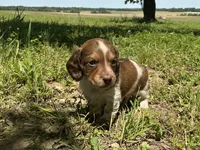 Atlas - AKC Tan & White Piebald LH-Health Tested Parents, a male Miniature Dachshund for sale in Monroe City, IN – 3 of 7