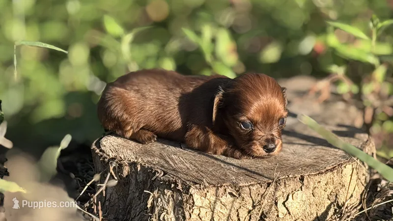Midge-Small BabyDoll Face Beautiful Shaded Red(AKC Embark Tested Sire) – Miniature Dachshund puppy for sale in Monroe City, IN