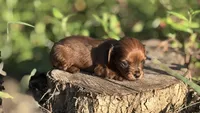 Midge-Small BabyDoll Face Beautiful Shaded Red(AKC Embark Tested Sire), a female Miniature Dachshund for sale in Monroe City, IN – 1 of 3