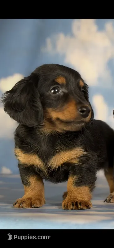 Jaxx-AKC-Embark Tested (PRA Clear) Sire Potential  – Miniature Dachshund puppy for sale in Monroe City, IN