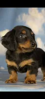 Jaxx-AKC-Embark Tested (PRA Clear) Sire Potential , a male Miniature Dachshund for sale in Monroe City, IN – 1 of 6