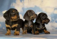 PRIMROSE-Gorgeous SH Blue & Tan, a female Miniature Dachshund for sale in Monroe City, IN – 4 of 6